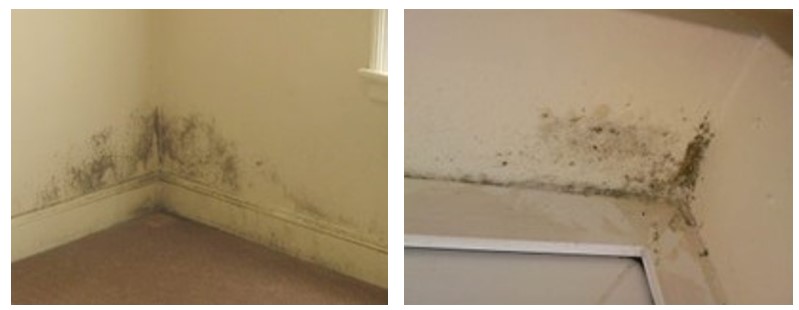 грибок на стінах рекуператори BOUL